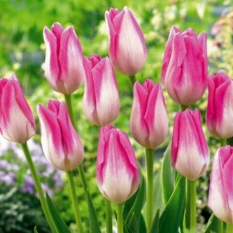 Tulipano Darwin Hatsuzakura Dynasty (8 BULBI)