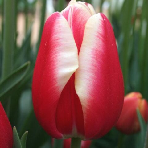 Tulipano Leen Van Der Mark (10 BULBI)