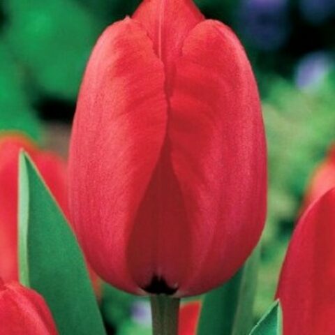 Tulipano Darwin Red Impression (8 BULBI)