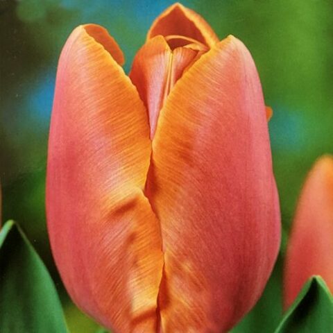 Tulipano Darwin Veronique Sanson (8 BULBI)