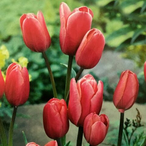 Tulipano Multiflora Compostella (8 BULBI)