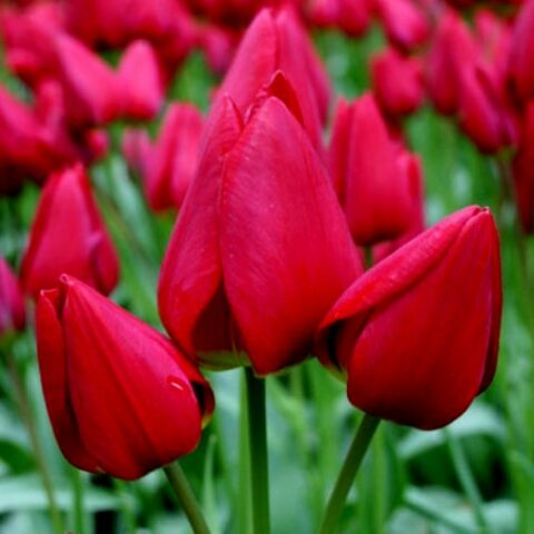 Tulipano Multiflora Merry go Round (8 BULBI)