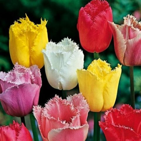 Tulipano Crispa Mix (8 BULBI)