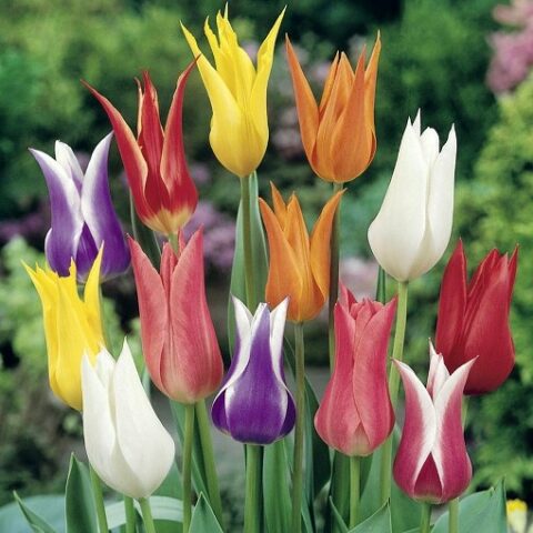 Tulipano Fior di Giglio Mix (10 BULBI)