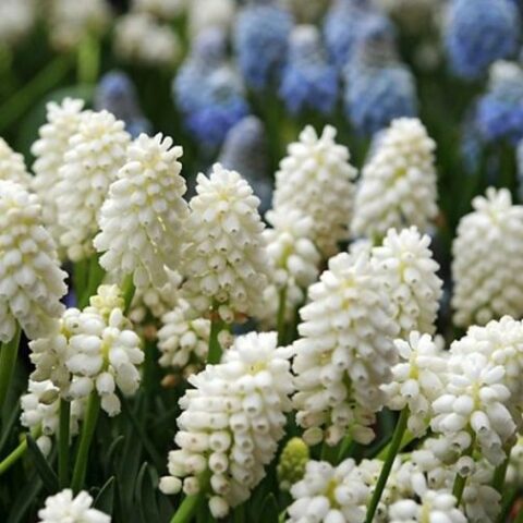 Muscari Botryoides Album (10 BULBI)