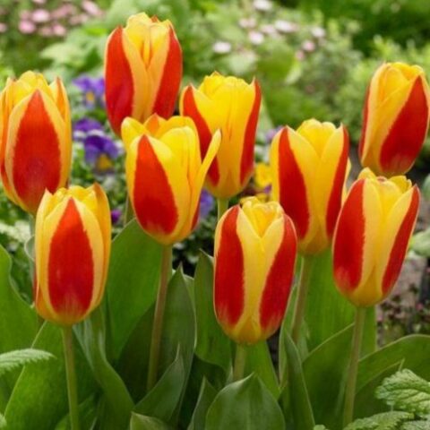 Tulipano Kaufmanniana Stresa (10 BULBI)