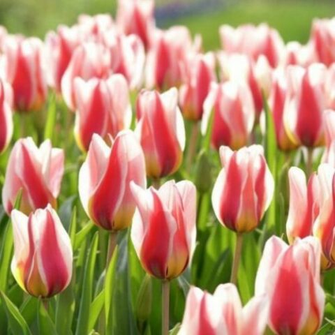 Tulipano Kaufmannyana Heart's Delight (8 BULBI)