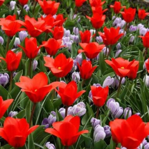 Tulipano Kaufmannyana Showwinner (8 BULBI)