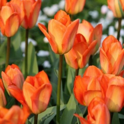 Tulipano Fosteriana Orange Emperor (8 BULBI)