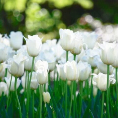 Tulipano Fosteriana Purissima (8 BULBI)