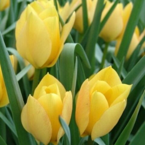 Tulipano Fosteriana Yellow Purissima (8 BULBI)