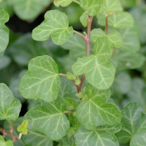 Hedera helix "Green Wonder" (Edera) [Vaso 19cm]