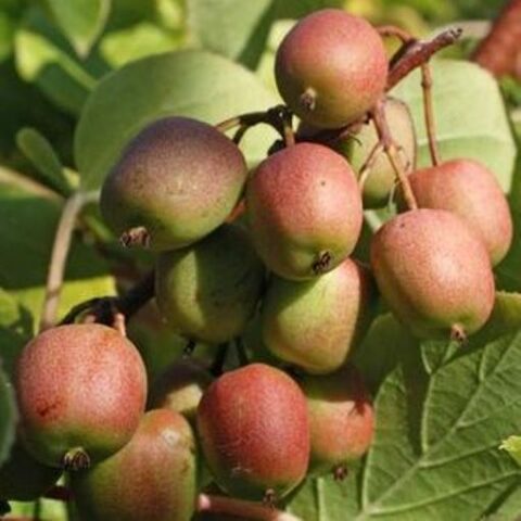 Actinidia arguta "Geneva" - FEMMINA (Mini Kiwi) [Vaso 15cm]
