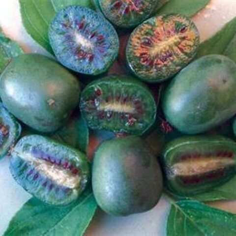Actinidia arguta "Issai Kiwiberry" - AUTOFERTILE (Mini Kiwi) [Vaso 18cm]