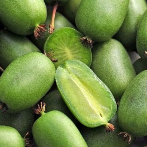 Actinidia arguta "Jumbo" - FEMMINA (Mini Kiwi) [Vaso 2 Litri]