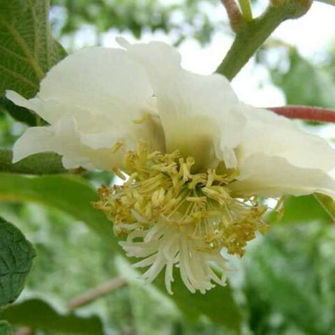Actinidia chinensis "Minkigold" - MASCHIO (Kiwi) [Vaso 18cm]
