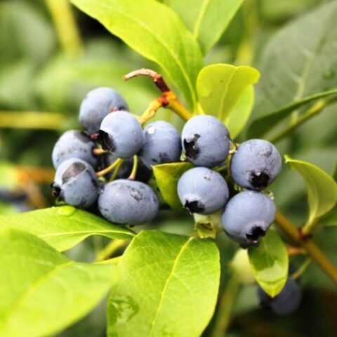 Mirtillo Americano "Bluegold" - Medio/Tardivo (Vaccinium corymbosum) [Vaso 15cm]