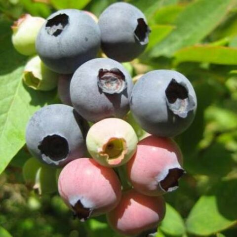 Mirtillo Americano "Jersey" - Medio/Tardivo (Vaccinium corymbosum) [Vaso 15cm]