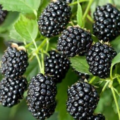 Mora "Himalaya" (Rubus fruticosus) [Vaso 15cm]