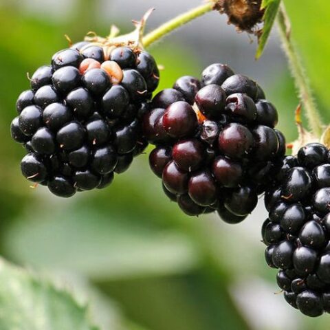 Mora "Thornfree" (Rubus fruticosus) [Vaso 15cm]