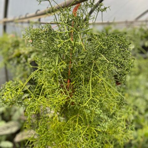 Rhipsalis cereuscula [Vaso 20cm | H. 40 cm.]