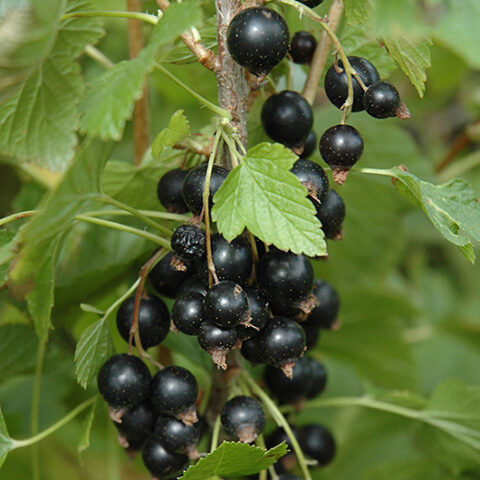 Ribes Nigrum "Ben Nevis" [Vaso 15cm]