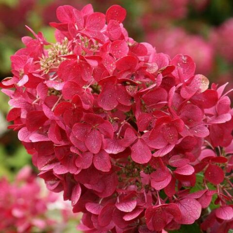 Hydrangea paniculata "Diamant Rouge" (Ortensia) [Vaso 19cm]