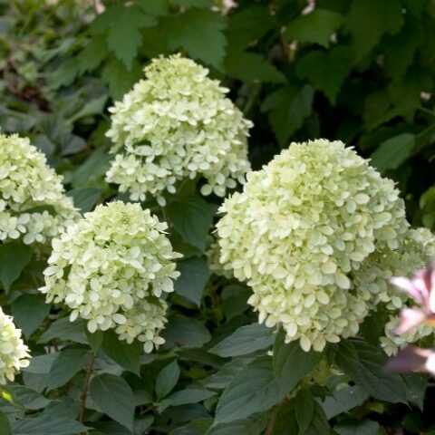 Hydrangea paniculata "Little Lime" (Ortensia) [Vaso 18cm]