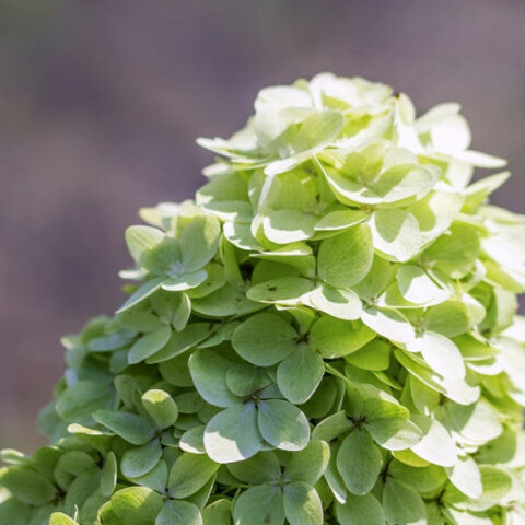 Hydrangea paniculata "Magical Candle" (Ortensia) [Vaso 26cm]