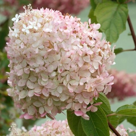 Hydrangea paniculata "Phantom" (Ortensia) [Vaso 18cm]