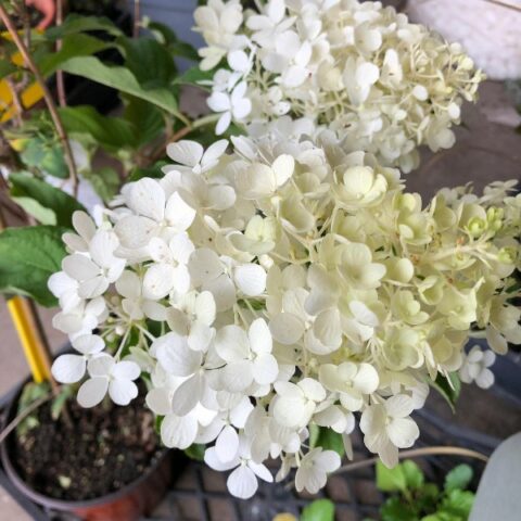 Hydrangea paniculata "Polar Bear" (Ortensia) [Vaso 18cm]
