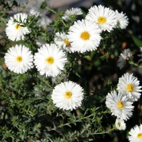 Aster novi-belgii "White" [Vaso 10cm]