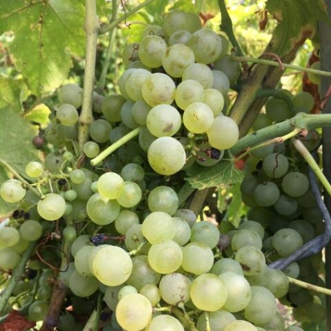 Uva da tavola bianca "Chasselas Dorato" (Sasl) [Vaso 18cm]