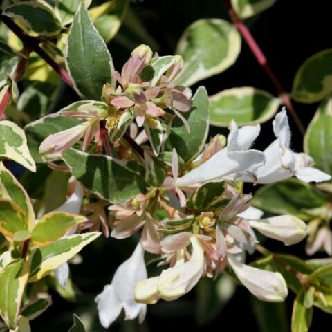 Abelia x grandiflora "Radiance" [Vaso 19cm]