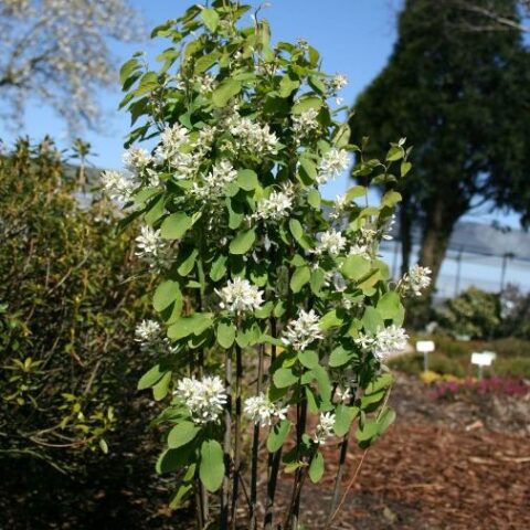 Amelanchier alnifolia "Obelisk" [Vaso 18cm]