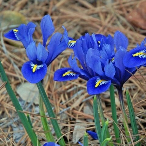 Iris reticulata Harmony - Giaggiolo (15 BULBI)