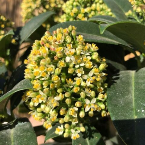 Skimmia japonica "White Globe" [Vaso 13cm]