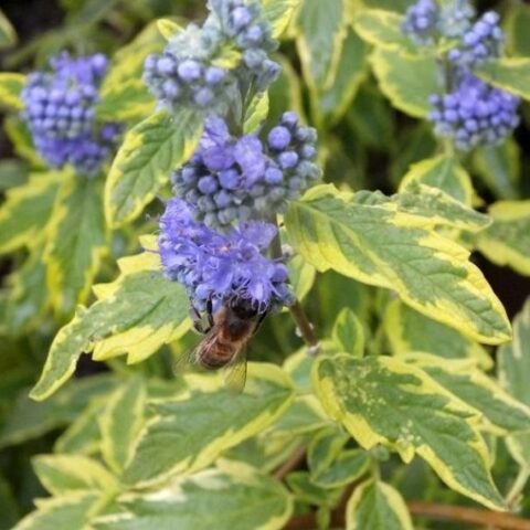 Caryopteris x clandonensis "Summer Sorbet" [Vaso 18cm]
