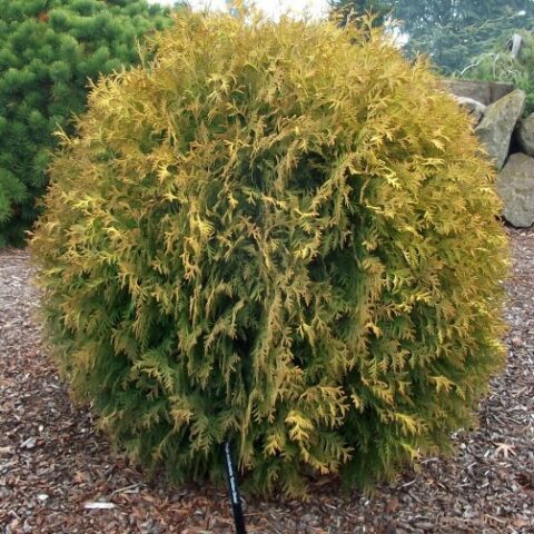 Juniperus occidentalis "Golden Globe" (Ginepro) [Vaso 18cm]