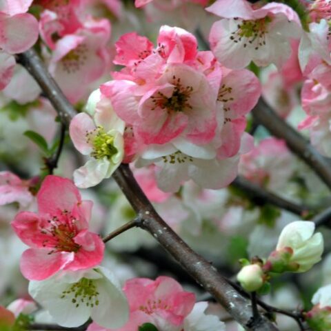 Chaenomeles speciosa "Toyo Nishiki" [Vaso 18cm]