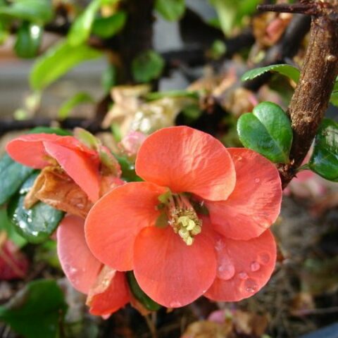 Chaenomeles x superba "Orange Beauty" [Vaso 18cm]