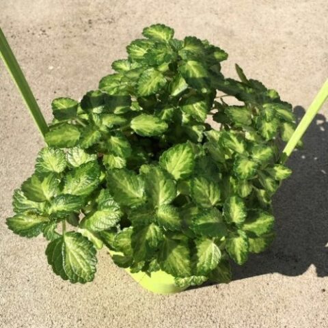 Plectranthus coleoides "Bicolor" (Pianta dell'incenso) [Vaso 14cm]