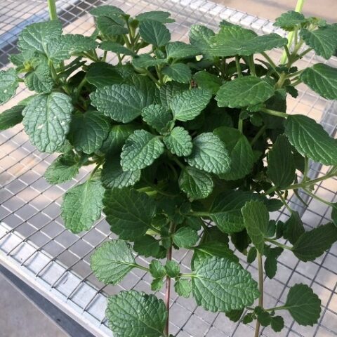 Plectranthus coleoides "Verde" (Pianta dell'incenso) [Vaso 14cm]