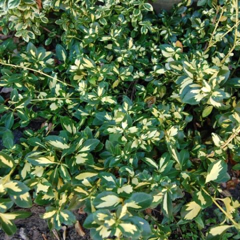 Euonymus fortunei "Sunspot" (Evonimo) [Vaso 18cm]