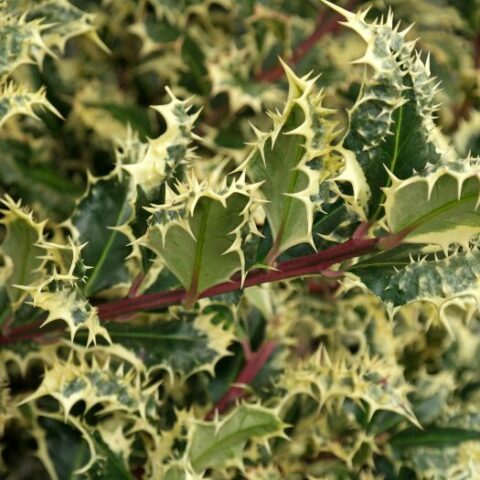 Ilex aquifolium "Ferox Argentea" (Agrifoglio maschile) [Vaso 20cm]