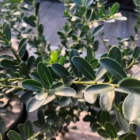Ilex crenata "Green Hedge" (Agrifoglio) [Vaso 16cm]