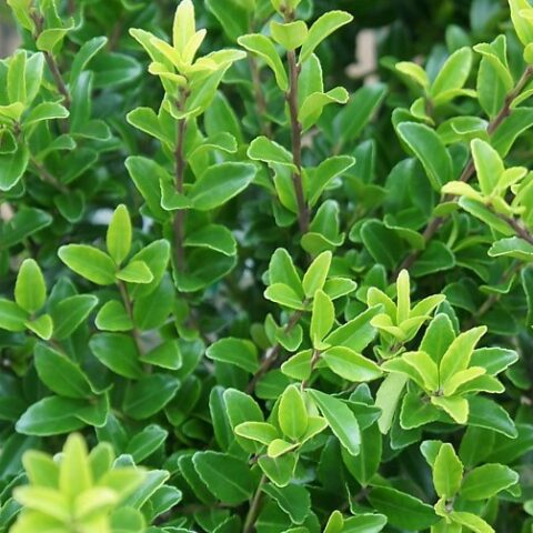 Ilex max "Impala" (Agrifoglio) [Vaso 18cm]