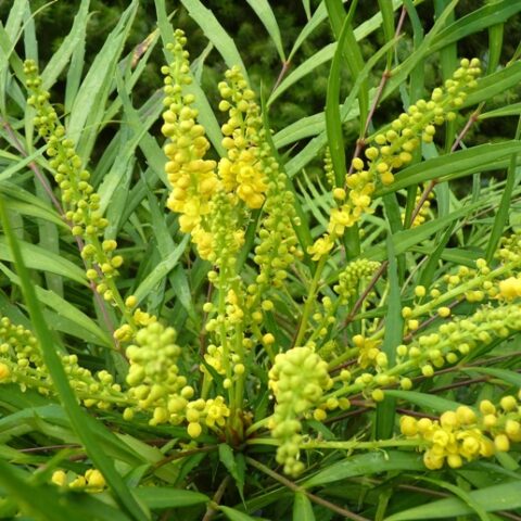 Mahonia eurybracteata"Sweet Winter" [Vaso 18cm]