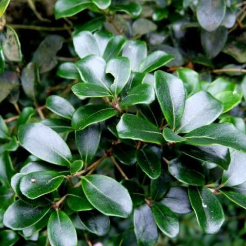 Osmanthus heterophyllus "Rotundifolius" [Vaso 19cm]