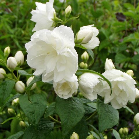 Philadelphus "Schneesturm" (Filadelfo) [Vaso 14cm]